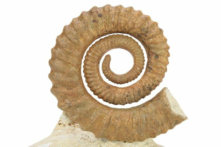 Early Devonian Ammonoid (Anetoceras) - With Trilobite Head #264875